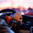 Фото: pixabay.com - 64 параллель онлайн